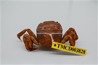 藏品(字紋弓蟹)的圖片